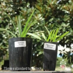 Agapanthus Snowball - 75mm BIGGER Size -Garden Plant Store 75mm v 42mm pots