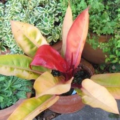 Philodendron Prince Of Orange -Garden Plant Store acalypha godseffiana coprosma marble queen philo prince of orange fuchsia magellanica aurea flickr cultiva413