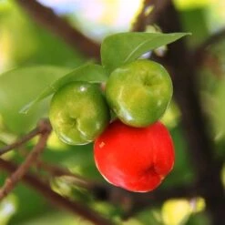 Malpighia Pixie - Acerola -Garden Plant Store acerola fruits 1