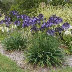 Agapanthus Buccaneer -Garden Plant Store agapanthus buccaneer 1