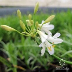 Agapanthus Silver Baby -Garden Plant Store agapanthus silver baby flowering