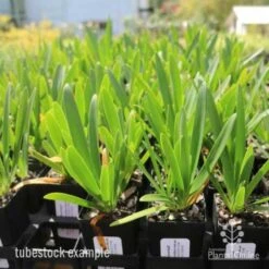 Agapanthus Snowball -Garden Plant Store agapanthus snowball tube 1