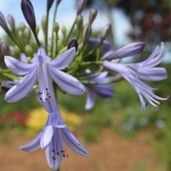 Agapanthus Streamline -Garden Plant Store agapanthus streamline type