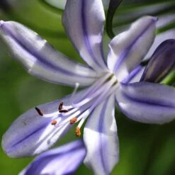 Agapanthus Streamline -Garden Plant Store agapanthus streamline type close