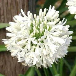 Agapanthus Snowball - 75mm BIGGER Size -Garden Plant Store agapanthus snowball 1 1