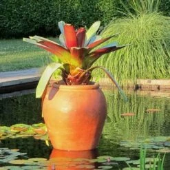 Alcantarea Imperialis Rubra - Bromeliad 16 Alcantarea Imperialis Rubra - Bromeliad -Garden Plant Store alcantarea imperialis rubra flickr cultivar413