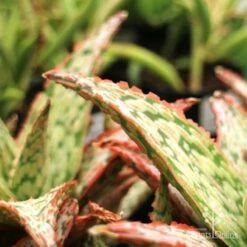 Aloe Pink Blush - Succulent -Garden Plant Store aloe pink blush leaf closeup