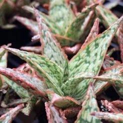 Aloe Pink Blush - Succulent -Garden Plant Store aloe pink blush tubes