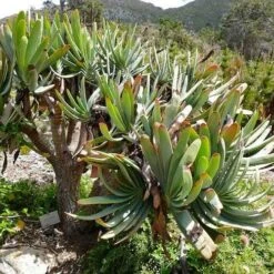 Aloe Plicatilis - Fan Aloe - Succulent -Garden Plant Store aloe plicatilis flickr bernard dupont