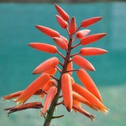 Aloe Plicatilis - Fan Aloe - Succulent -Garden Plant Store aloe plicatilis flickr jean michel moullec