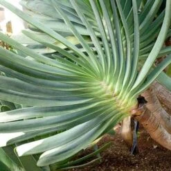 Aloe Plicatilis - Fan Aloe - Succulent -Garden Plant Store aloe plicatilis flickr jesus cabrera 1