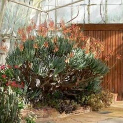 Aloe Plicatilis - Fan Aloe - Succulent -Garden Plant Store aloe plicatilis flickr laurent houmeau