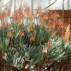 Aloe Plicatilis - Fan Aloe - Succulent -Garden Plant Store aloe plicatilis flickr laurent houmeau hr
