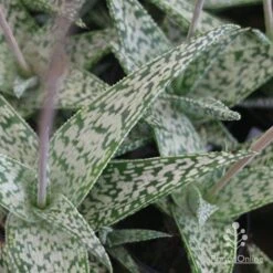 Aloe Quicksilver - Succulent -Garden Plant Store aloe quicksilver leaf colour