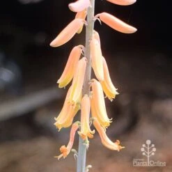 Aloe Vera - Succulent -Garden Plant Store aloe vera flowers nursery
