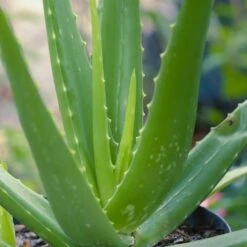 Aloe Vera - Succulent -Garden Plant Store aloe vera 500