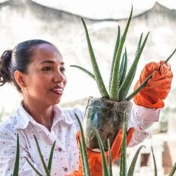 Aloe Vera - Succulent -Garden Plant Store aloe growing