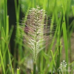 Pennisetum Alopecuroides - Swamp Fountain Grass -Garden Plant Store alopec new seedhead