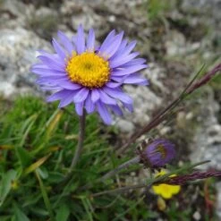 Aster Alpine Mix - Seed -Garden Plant Store alpine aster llac