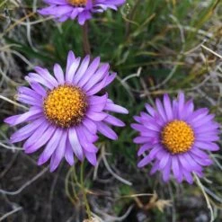 Aster Alpine Mix - Seed -Garden Plant Store alpine aster mauve2
