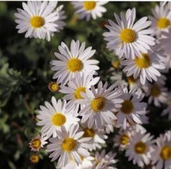 Aster Alpine Mix - Seed -Garden Plant Store alpine aster white