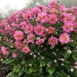 Anemone Fall In Love Sweetly- Japanese Anemone -Garden Plant Store anemone fall in sweetly plant