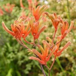 Anigozanthos Orange Cross - Kangaroo Paw