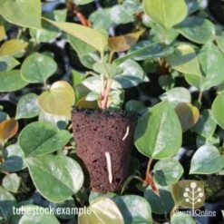 Anthurium White Winner -Garden Plant Store anthurium plug 7