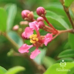 Malpighia Pixie - Acerola -Garden Plant Store apo acerola flower