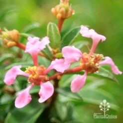 Malpighia Pixie - Acerola -Garden Plant Store apo acerola flowers