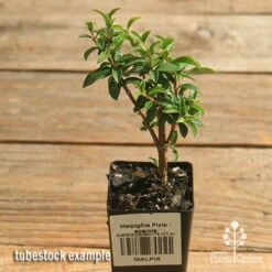 Malpighia Pixie - Acerola -Garden Plant Store apo acerola malpighia tubestock top