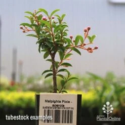 Malpighia Pixie - Acerola -Garden Plant Store apo acerola tubestock