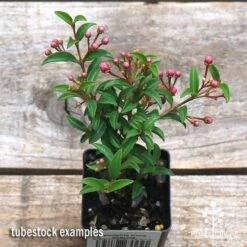 Malpighia Pixie - Acerola -Garden Plant Store apo acerola tubestock top