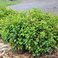 Acmena Allyn Magic -Garden Plant Store apo acmena allyn magic green phase