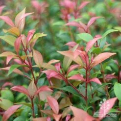 Acmena Allyn Magic -Garden Plant Store apo acmena allyn magic pink tips