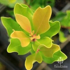 Acmena Hemilampra - Blush Satinash -Garden Plant Store apo acmena hemilampra new top
