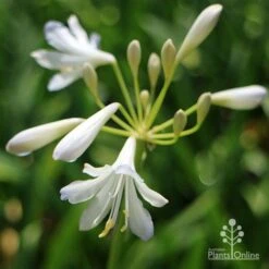 Agapanthus Silver Baby -Garden Plant Store apo agapanthus silver baby flower