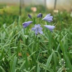 Agapanthus Streamline -Garden Plant Store apo agapanthus streamline plant