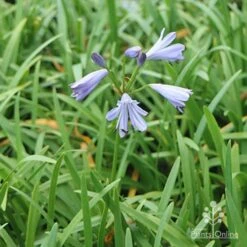 Agapanthus Streamline -Garden Plant Store apo agapanthus streamline plants