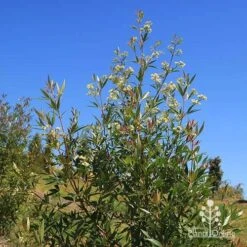 Ceratopetalum Alberys Red - Christmas Bush -Garden Plant Store apo alberys red flowering sept