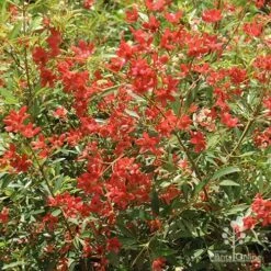 Ceratopetalum Alberys Red - Christmas Bush -Garden Plant Store apo alberys red november