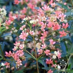 Ceratopetalum Alberys Red - Christmas Bush -Garden Plant Store apo alberys red pre flowering