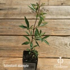 Ceratopetalum Alberys Red - Christmas Bush -Garden Plant Store apo alberys red tubestock sun