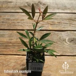 Ceratopetalum Alberys Red - Christmas Bush -Garden Plant Store apo alberys tubestock