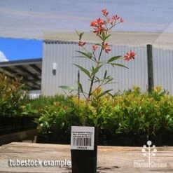Ceratopetalum Alberys Red - Christmas Bush -Garden Plant Store apo alberys tubestock 1