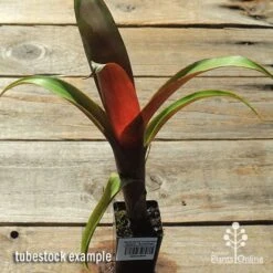 Alcantarea Imperialis Rubra - Bromeliad 13 Alcantarea Imperialis Rubra - Bromeliad -Garden Plant Store apo alcantarea rubra tubestock top