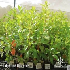 Tibouchina Allure -Garden Plant Store apo allure big