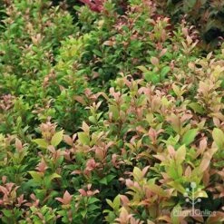 Acmena Allyn Magic -Garden Plant Store apo allyn magic green pink phase