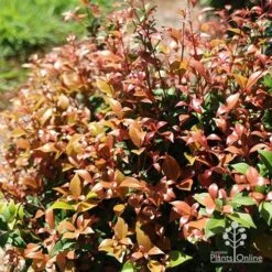 New Products -Garden Plant Store apo allyn magic pink phase