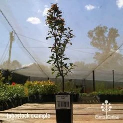 Acmena Allyn Magic -Garden Plant Store apo allyn magic tubestoc kside